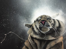 eclaboussures-de-tigre