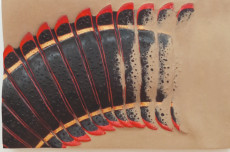 arthropleura