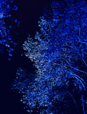 silver-blue