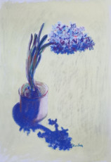 jacinthe-et-son-ombre
