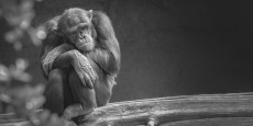 la-melancolie-du-primate