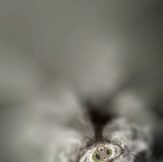 koala-man
