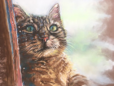 un-chat-derriere-la-vitre-etude