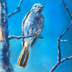 fauvette-bleue