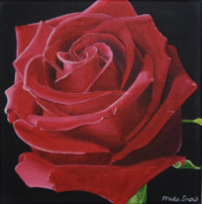 lame-dune-rose