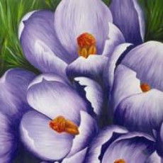 crocus-violets