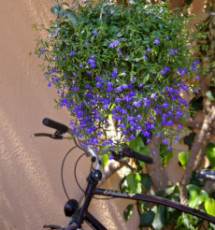 la-fleur-bleue-et-la-bicyclette