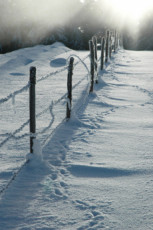 barbele-de-givre-ii