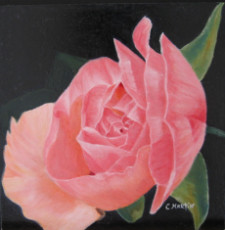 rose-ancienne