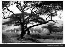 arbre-africain