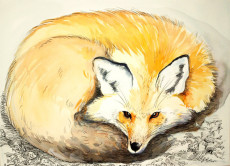 renard