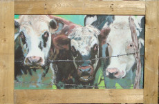 vaches-laitieres-n3