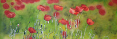 champ-de-coquelicots