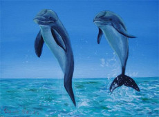 gentils-dauphins