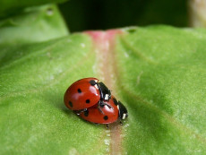 amour-de-coccinelles