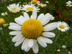 marguerite-2