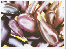 aubergines-1