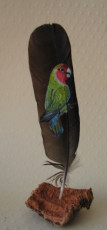 perroquet-agapornis