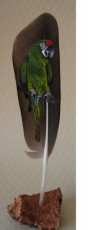 parroquet-arra-militaris