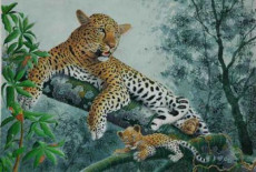 femelle-leopard-et-son-jeune