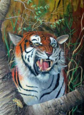 tigre-du-bengale
