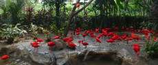 ibis-rouge