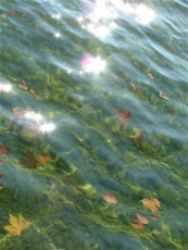 feuilles-flottantes