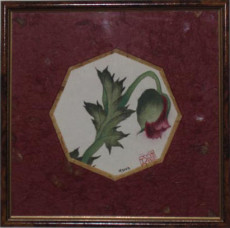 fleur-de-pavot-2002