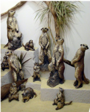 suricates