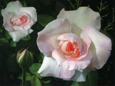 roses-au-jardin