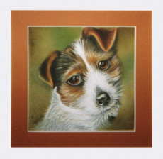 fox-terrier