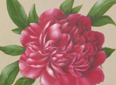 pivoine