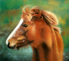 portrait-dun-cheval