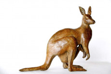 kangourou-de-profil