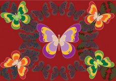 papillon-orientale