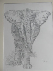 elephant-age