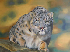 leopard-des-neiges