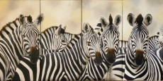 quadryptique-les-zebres