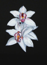 orchidee-blanche