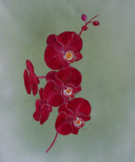 orchidee-fushia