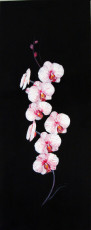 orchidee-rose