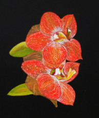 orchidee-orange
