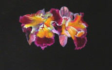 orchidee-mauve