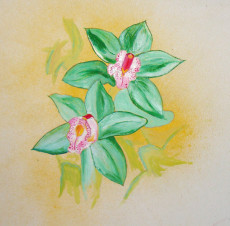 orchidee-verte
