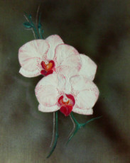 orchidee-rose-et-blanche