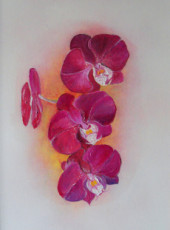 orchidee-bordeau