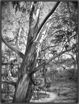 Œuvre contemporaine nommée « L'eucalyptus », Réalisée par SERGE NANEIX