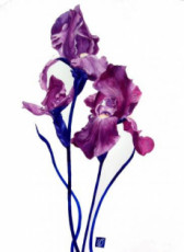 iris-violets