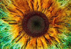 flowereye