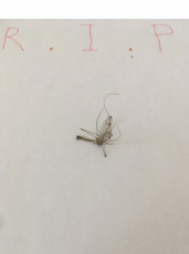rest-in-peace-mosquito